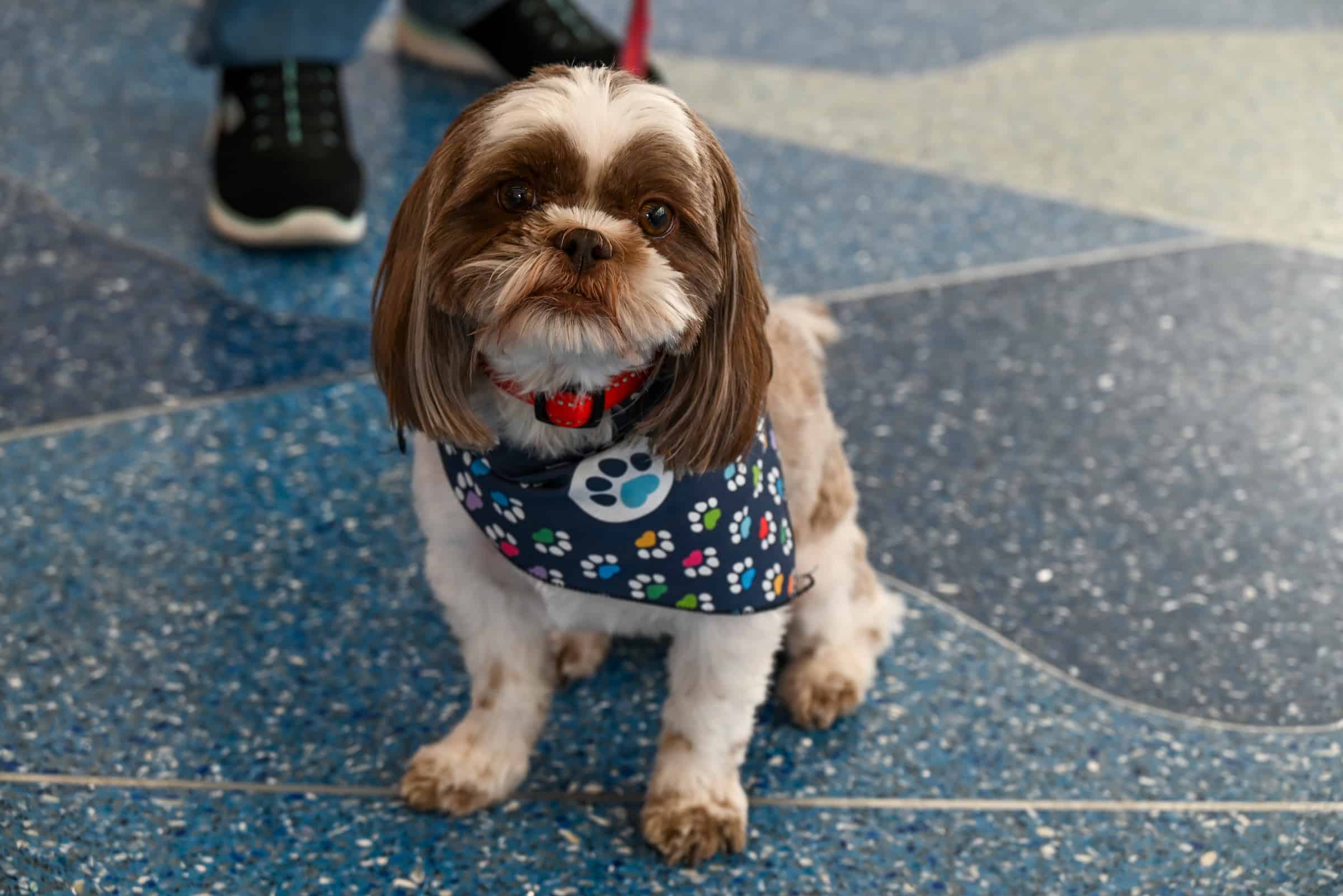Paw Force One pup portrait
