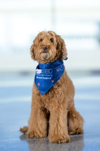 A fluffy brown dog wearing a blue bandana with the text "SBD International Airport Mission Support" sits on a shiny floor with a blurred background.