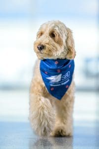 A dog wearing a blue bandana with the text "SBD Mission Support" standing on a reflective surface with a blurred background.