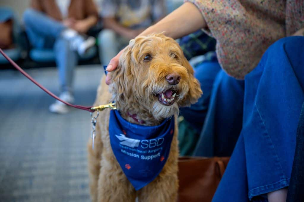 A therapy dog wearing a blue bandana labeled "SBD International Airport - Mission Support" being petted by a person, with blurred travelers seated in the background.