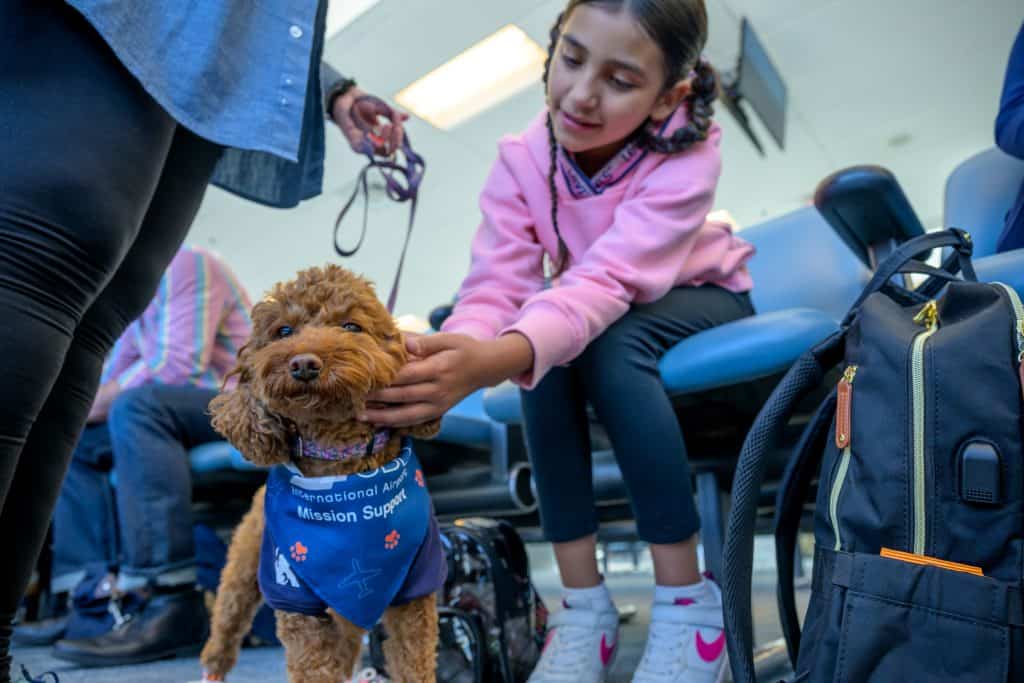 A small brown dog wearing a blue vest that reads "International Airport Mission Support" is being petted by a child in a pink hoodie and black pants, sitting in an airport waiting area.