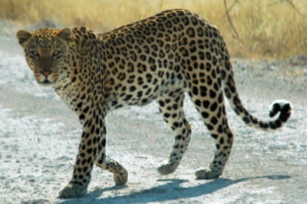 Can A Leopard Change Its Spots? How Leaders Can Drive Real Organizational Change