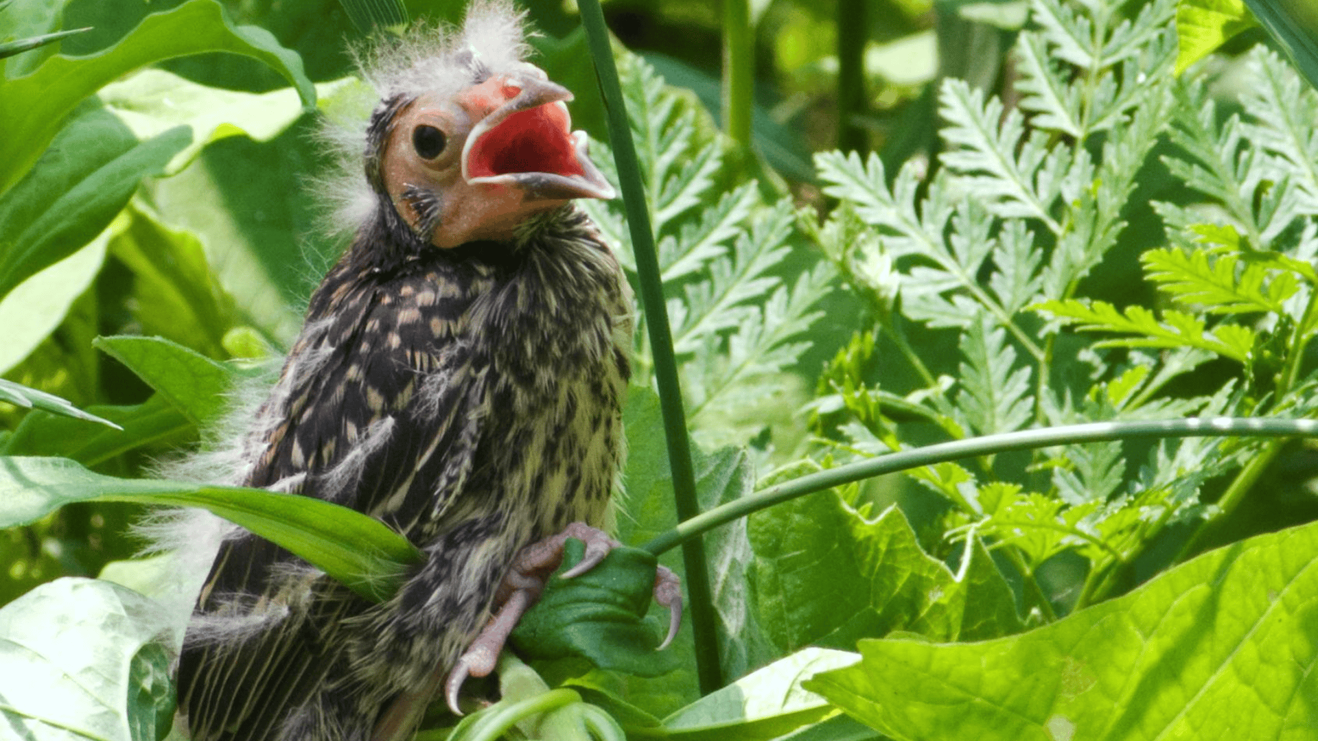 Unexpected Leadership Lessons From A Fledgling - FocusU