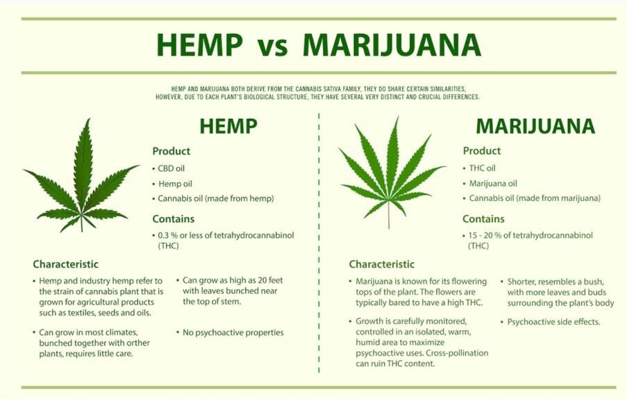 Hemp Vs Marijuana