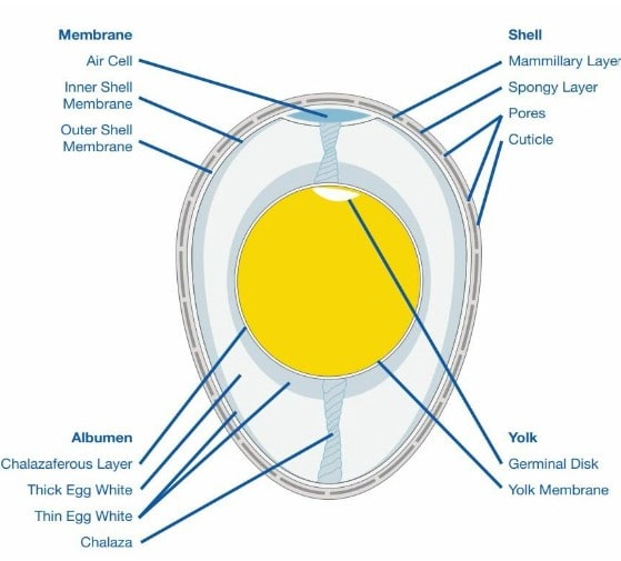 Structure of Egg