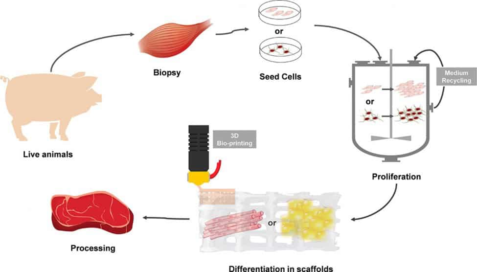 Cultured meat production process ( Global lab-grown meat market insights )