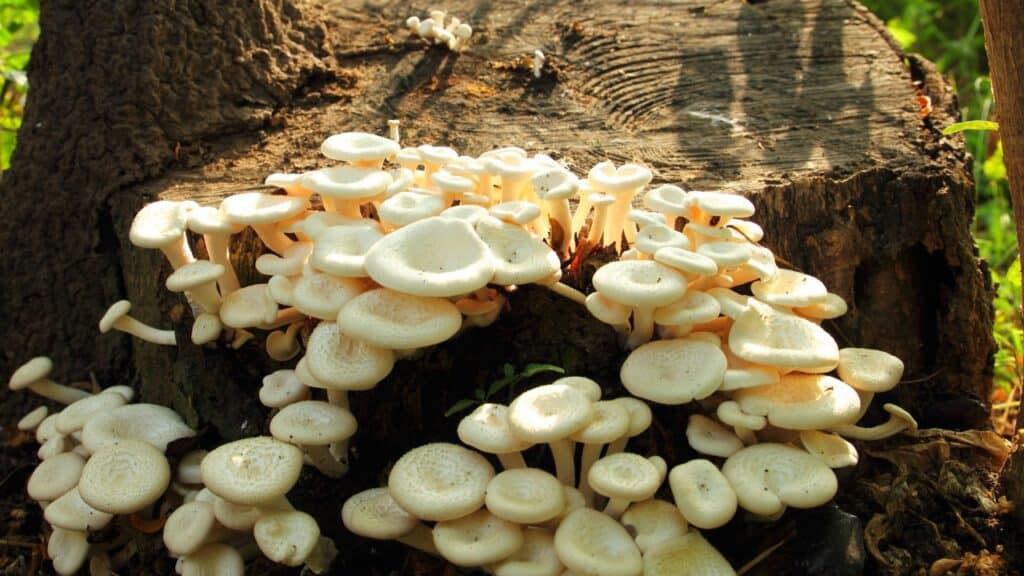 Edible Fungi