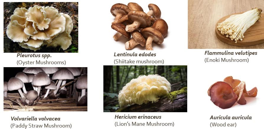 Common Edible Fungi