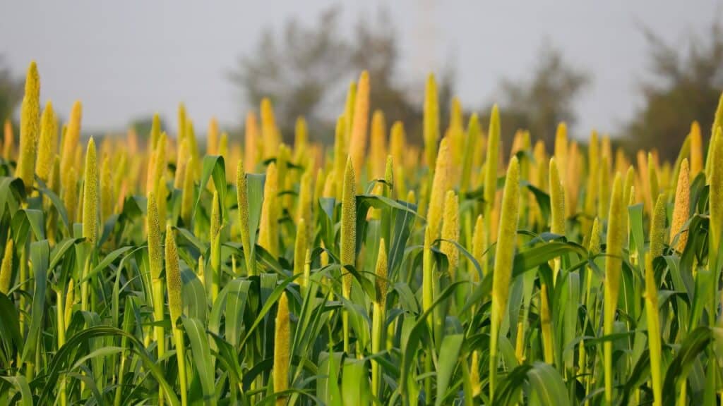 India's Millet Farm
