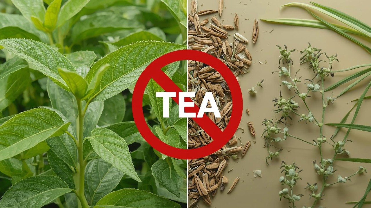 FSSAI Clarifies Use of the Term “Tea”: Herbal and Plant-Based Infusions Cannot Be Marketed as Tea