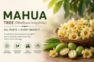 Mahua tree showcasing its flowers and fruits, highlighting its role as a natural sweetener and cultural heritage