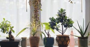 Dry Household Air
