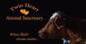 A brown cow with a white patch faces right under the text "Twin Heart Animal Sanctuary" and "Where their dreams matter..." on a black background—learn more about us and our mission to protect animals.