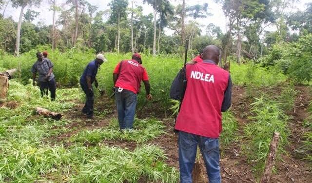 NDLEA destroys cannabis farm