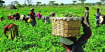 Jigawa fertiliser subsidy