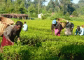Nigeria Unveils Private Sector Reforms to Boost Agriculture