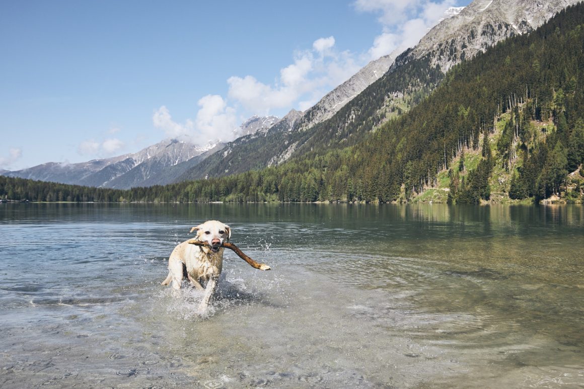 Happy dog in mountains