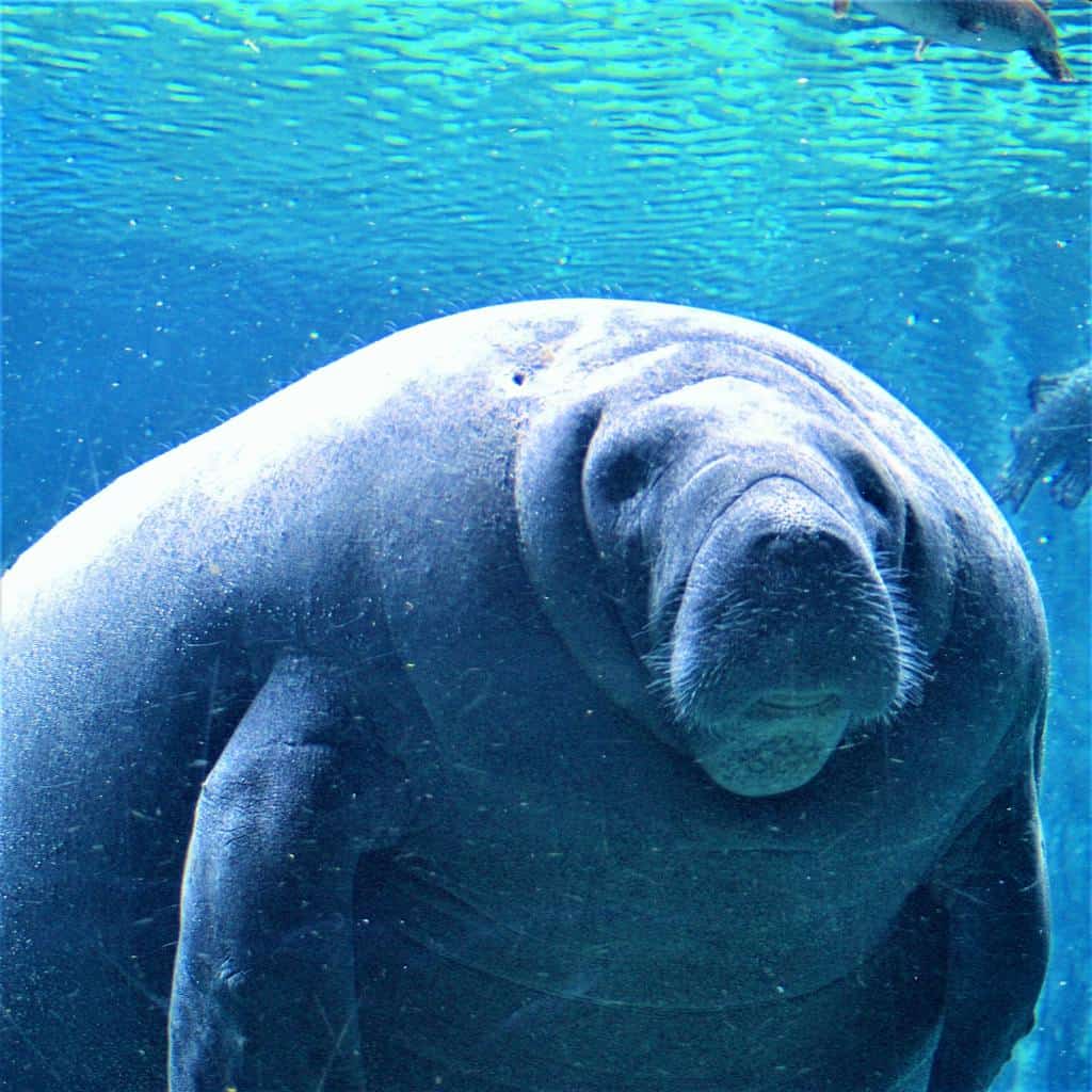 Close-up of a manatee gracefully swimming underwater, showcasing its gentle nature in an aquarium setting.