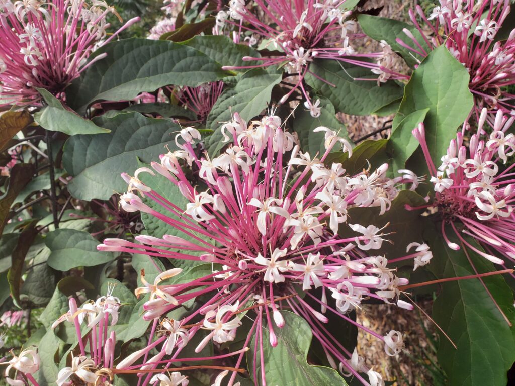 Up close flower pink from Morikami Museum and Garden In Palm Beach County Florida