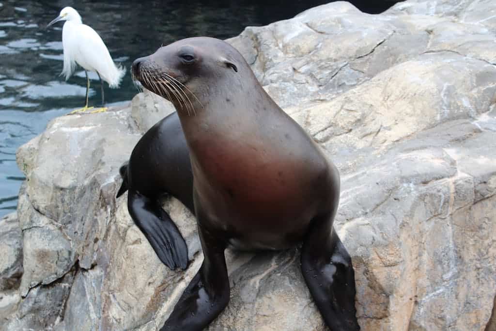 Close-up of a sea lion resting on rocks beside an egret at Orlando Zoo.