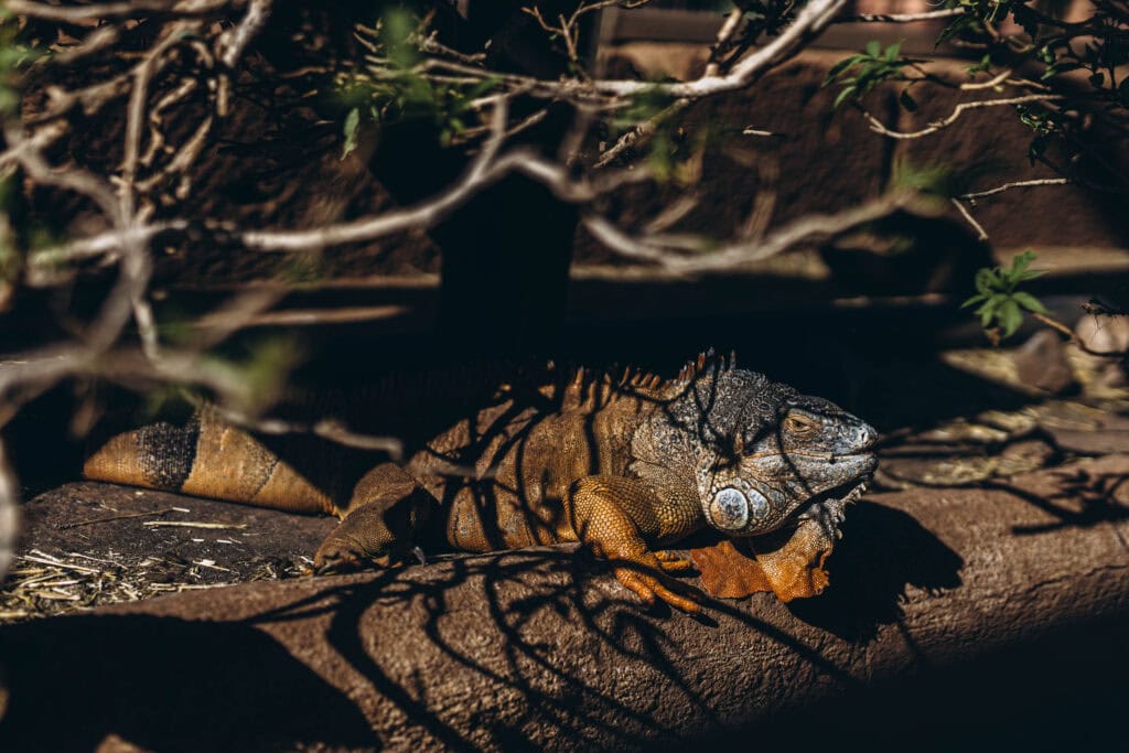 Iguana under tree branches