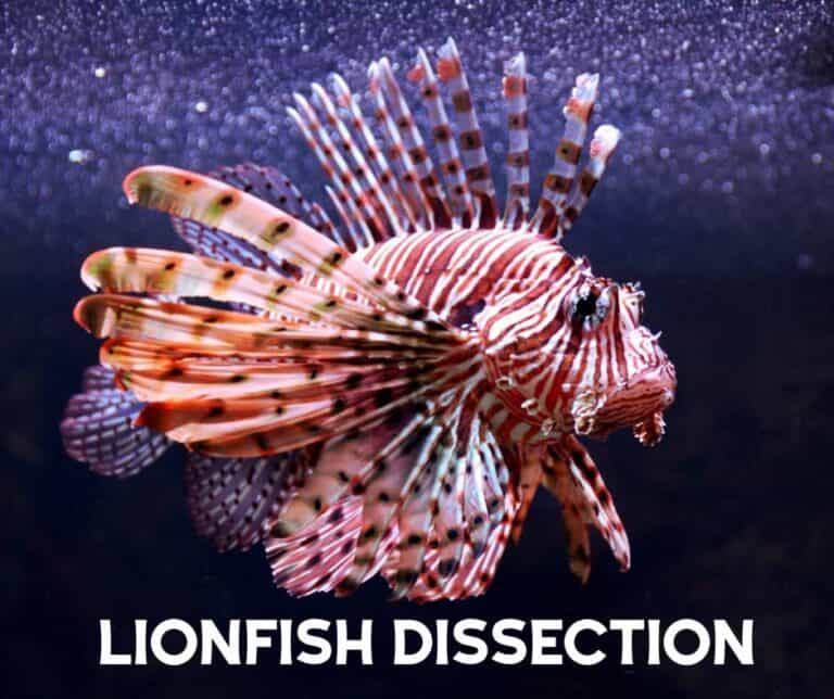 [St.Petersburg] Lionfish Dissection with Tampa Bay Watch