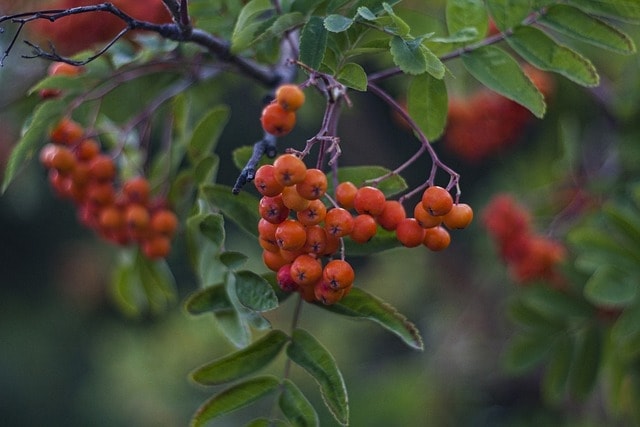 ashberry, forest, wild ash, nature, autumn, leaves, season, rowanberry, sorb, rowan-tree, garden, summer, berries, plant, red, blossom, floral, village, green village
