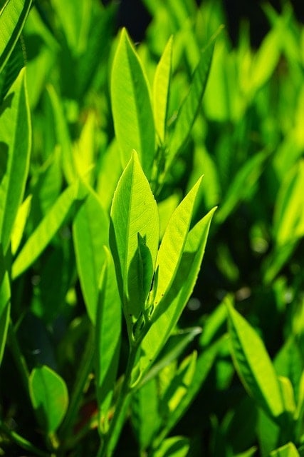 bay leaves, leaves, green, backlighting, light green, shades of green, bright, laurel cherry, shrub, plant, nature, prunus laurocerasus, laurocerasus officinalis, roses, rosaceae, ornamental shrub, ornamental plant, laurel, laurus