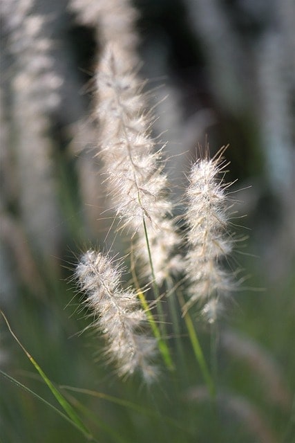 ornamental grasses, grasses, blade of grass, summer, backlighting, plant, nature, grass, mood, dusk, feather bristle grass, silhouette, sunset