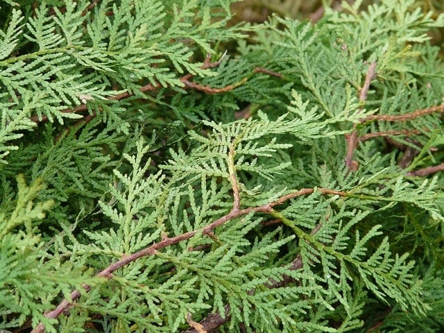 thuja, occidental tree of life, thuja occidentalis, occidental thuja, ordinary thuja, tree of life, plant, cypress family, cupressaceae, pine-like, nature, pinales, branch, flaky leaves