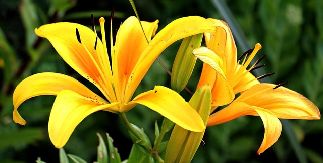 lilies, yellow, flowers, petals, yellow lilies, yellow flowers, yellow petals, pistils, blossom, bloom, flower wallpaper, flora, floriculture, horticulture, beautiful flowers, flower background, botany, nature, plants, close up, spring