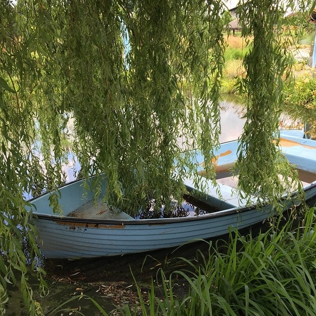 lodka, zielen, wierzba