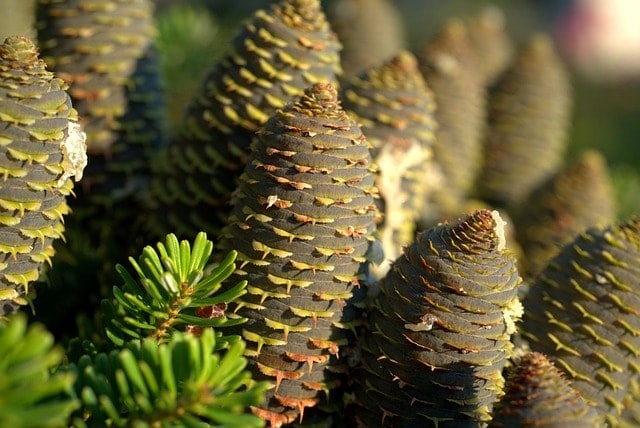 tree, spruce, cones, pine cones, pine tree, conifer, coniferous, fir, plant, fir tree, needles, nature, tannenzweig, tree, tree, spruce, spruce, spruce, spruce, spruce, cones, pine cones, pine cones, pine cones, pine cones, pine tree, pine tree, conifer, fir tree, needles, tannenzweig
