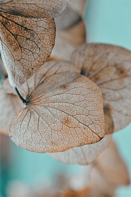 leaves, dry, hydrangea, plant, botany, wilted, faded, fall, nature