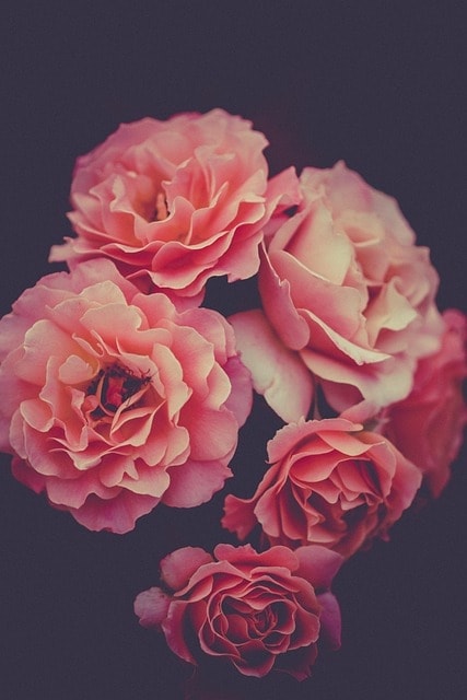 roses, pink, flower wallpaper, beautiful flowers, flowers, pink roses, pink flowers, flower background, petals, pink petals, bloom, blossom, flora, nature, plants, iphone wallpaper, rose wallpaper