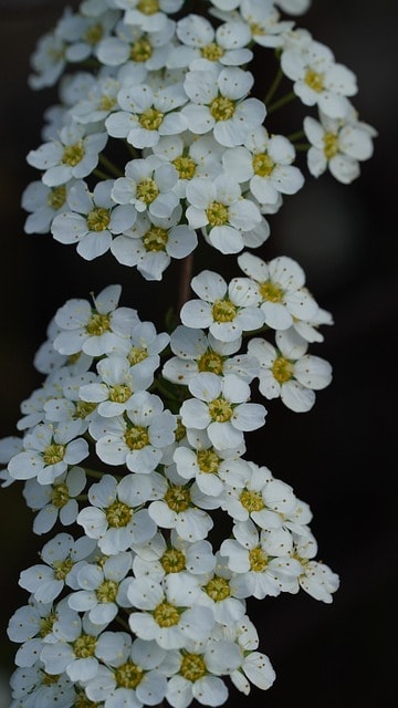 bridalwreath, spirea, flowers, bridalwreath spirea, plant, flower wallpaper, petals, flower background, beautiful flowers, bloom, blossom, nature, closeup, wildlife