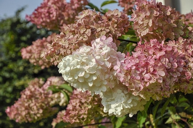 hydrangea, hydrangea bukietowa, bukietowa, pink, hydrangeas, flowers, beautiful flowers, garden, bush, flower, summer, flower wallpaper, flower background, romantic, nature, colorful