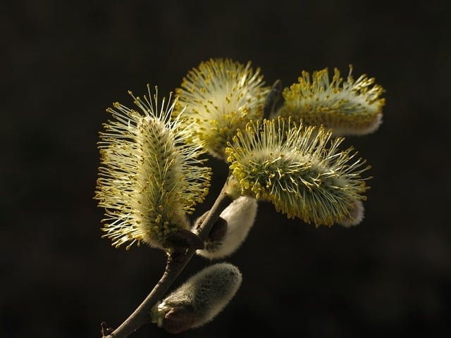 willow catkin, spring, nature, pollen, close up, spring awakening, plant, branch, pasture, black background