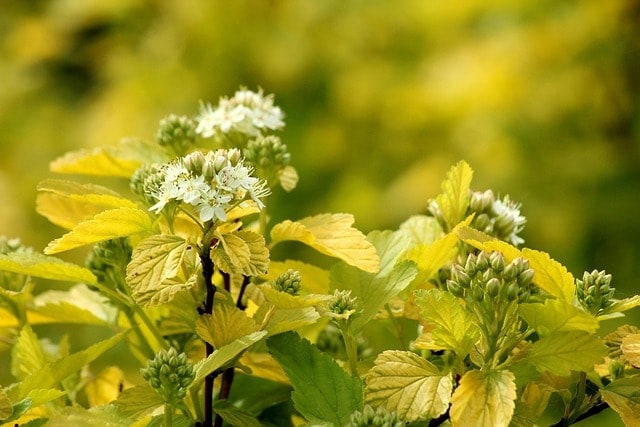 pęcherznica kalinolistna, bush, flowering, ornamental shrubs, yellow leaves, inflorescence, plant, nature, spring