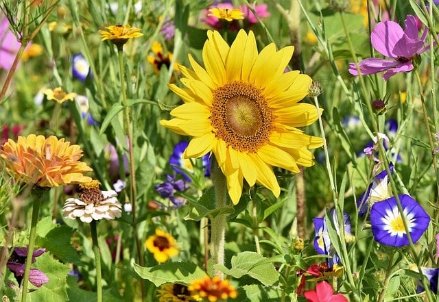 sunflower, flowers, flower bed, flower meadow, petals, bloom, beautiful flowers, bright, wild flowers, flower background, wildflowers, garden flowers, flower wallpaper, colorful, plant, meadow, nature, flora, garden