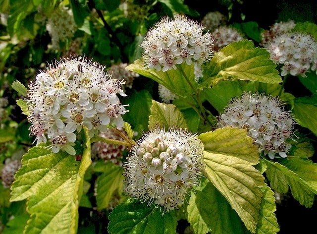 nature, plant, bush, pęcherznica, flower background, flower, leaf, season, flower wallpaper, beautiful flowers, summer