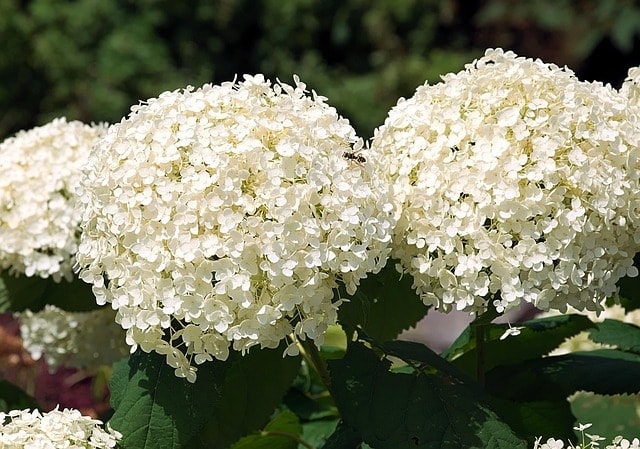 hydrangea, blossom, bloom, hydrangea flower, white hydrangea, bauer hydrangea, hydrangea, hydrangea, hydrangea, white hydrangea, white hydrangea, white hydrangea, white hydrangea, white hydrangea