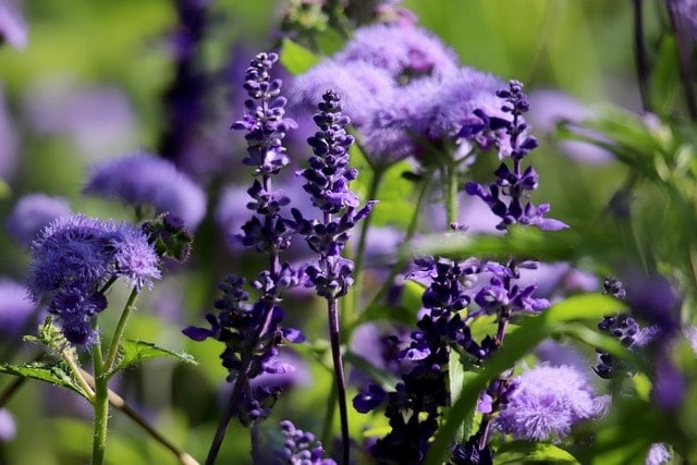 sage, ageratum, flour sage, flower meadow, salvia farinacea, silvia farinacea, petals, purple flowers, nature, blue flowers, bloom, ageratum houstonianum, sea of flowers, floral background, plant, purple, floury sage, sage, sage, sage, sage, sage, ageratum, ageratum