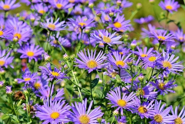 asters, flowers, garden, purple flowers, petals, purple petals, flower background, bloom, blossom, asteraceae, flower wallpaper, plants, flora, beautiful flowers, nature
