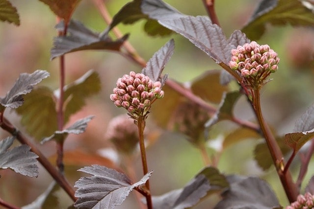 yellow ninebark, bud, physocarpus, shrub, red, bush, ornamental plant, leaves, garden, rotblättrig, garden shrub, bloom, reddish, close up, nature, flora, ornamental shrub