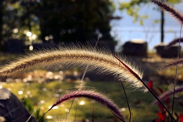 ornamental grass in arkansas, grass, ornamental, green, nature, ornament, decor, arkansas, lake, fort, smith, state, park, arkansas, arkansas, arkansas, arkansas, arkansas
