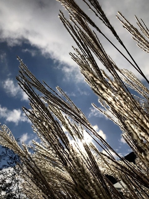 grass, ornamental grass, plant, grasses, garden, fluffy, soft, stalks, nature, green, ornamental grasses, bloom, heaven, clouds, blue