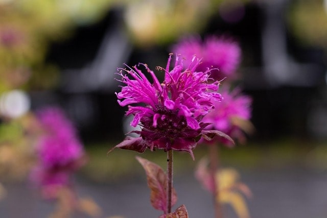 monarda gewitter cloudy, flower wallpaper, bergamotplant, purple, beautiful flowers, flower, nature, summer, flower background, petals