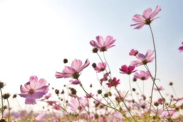 cosmos, flowers, pink flowers, petals, beautiful flowers, pink petals, bloom, flower wallpaper, blossom, flower background, flora, plants, nature