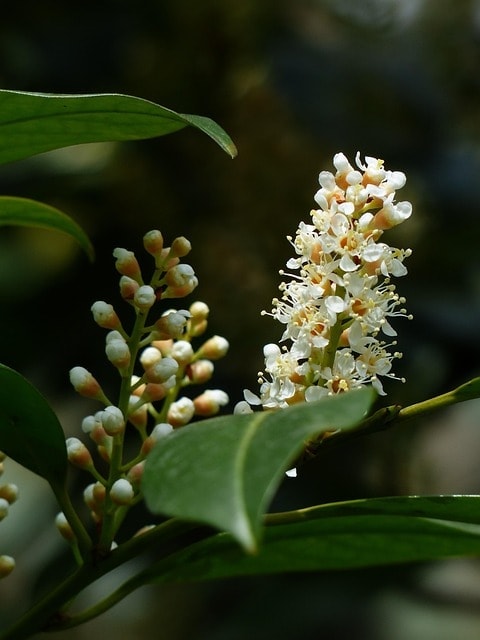 laurel cherry, bud, shrub, blossom, bloom, white, plant, nature, prunus laurocerasus, laurocerasus officinalis, roses, rosaceae, ornamental shrub, ornamental plant, bloom, inflorescences, racemose inflorescences, brush-like, laurel, laurus
